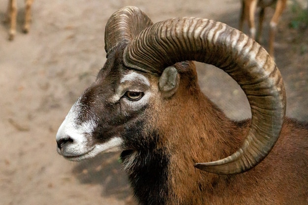 Moeflon met grote hoorns in het dierentuinclose-up.