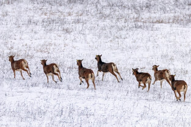 Moeflons in de winter Wilde natuur (ovis musimon)