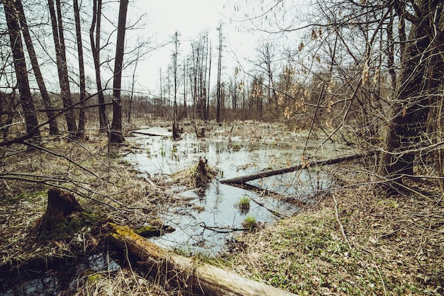 Moeras bosgebied in het natuurpark