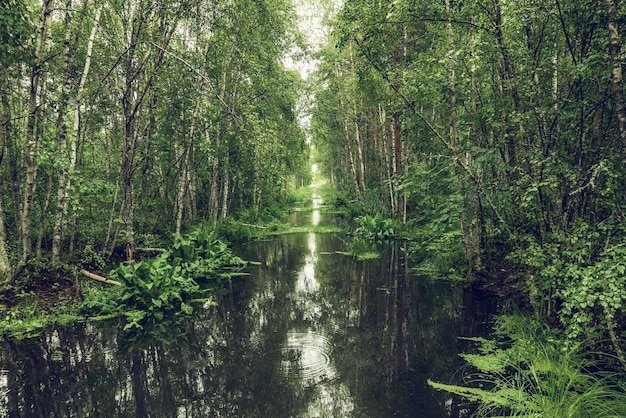 Moeras in het bos