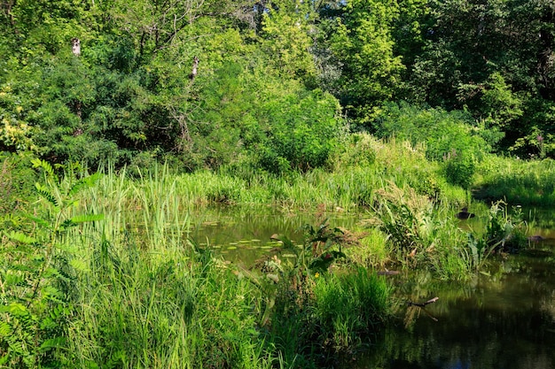 Moeras in het groene loofbos in de zomer