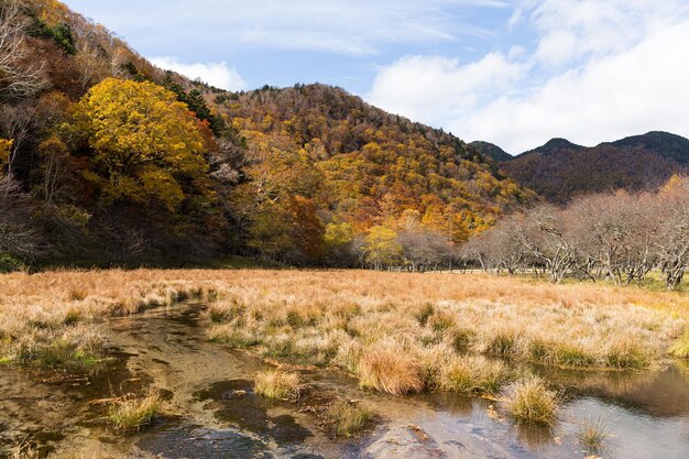 Moeras in Nikko