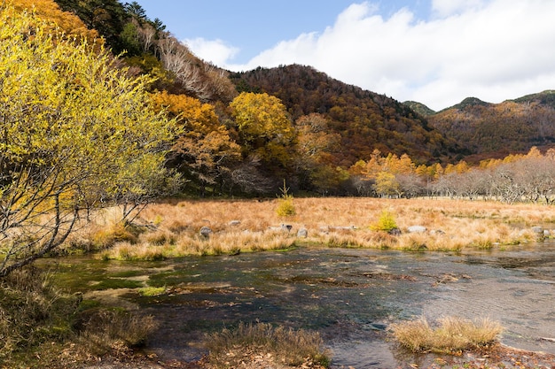 Moeras in Nikko