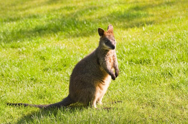 Moeras- of zwarte wallaby op grasland