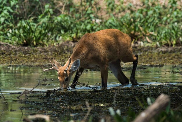 Moerasherten Pantanal Brazilië