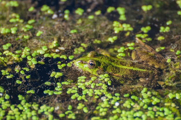 Moeraskikker op het meer