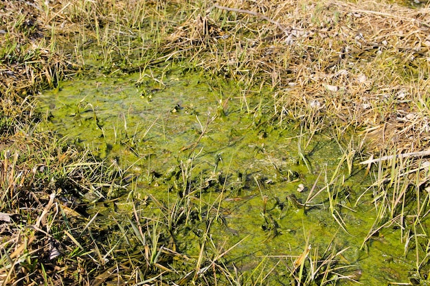 Moerasland met algen in stilstaand water