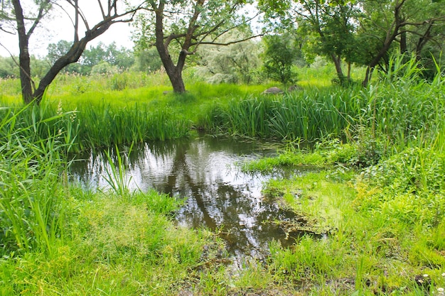 Moerasland met groen riet in water