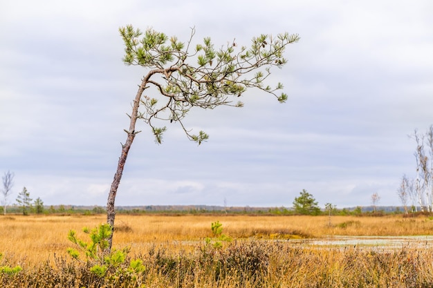 Foto moeraslandschap met pijnbomen, herfst moeraslandschap. nationaal park yelnya, wit-rusland