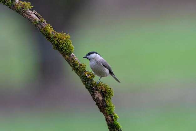 Moerasmees (Poecile palustris) Leon, Spanje