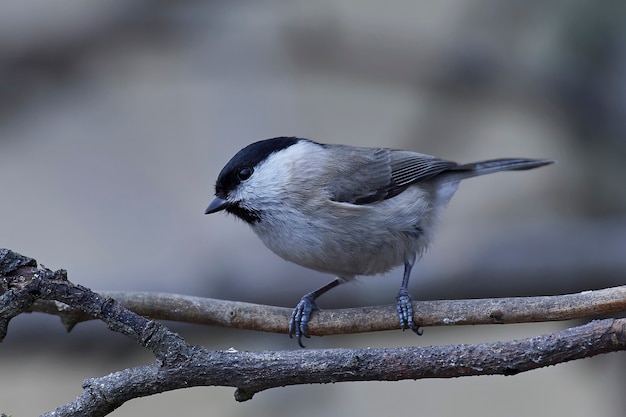 Moerasmees (poecile palustris)