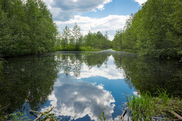 moerassen. Wit-Russische moerassen zijn de longen van Europa. Ecologisch reservaat Yelnya. Hoge kwaliteit foto