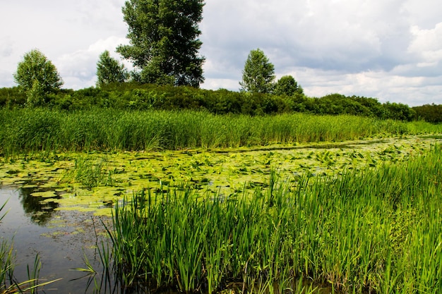 Moerassige rivier begroeid met waterplanten