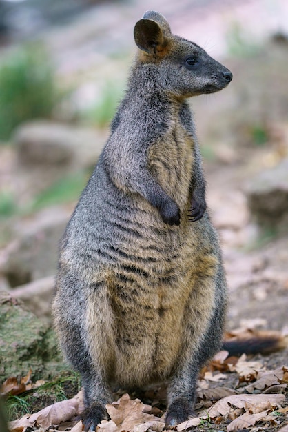 Moeraswallaby Wallabia bicolor Bekend als de zwarte wallaby