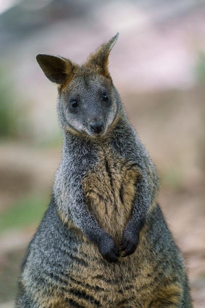 Moeraswallaby Wallabia bicolor Bekend als de zwarte wallaby