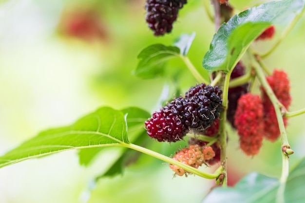 Moerbeiboom Zwarte rijpe en rode onrijpe moerbeiboom op de tak Vers en gezond moerbeifruit