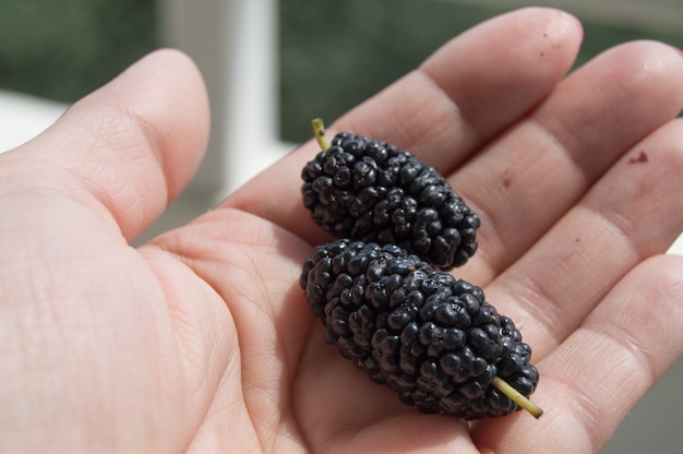 Moerbeiboomfruit in de palm van een vrouw