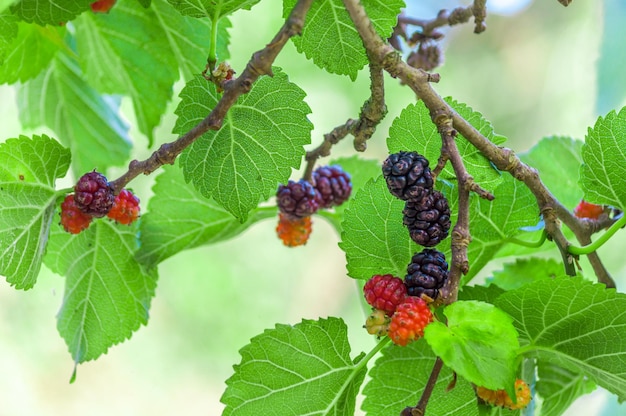 Moerbeien aan de boom