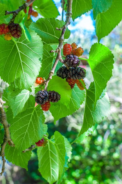 Moerbeien aan de boom