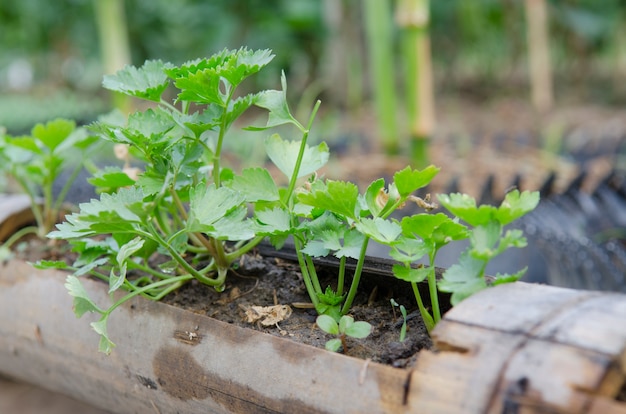 moestuin, Agrarische gebieden