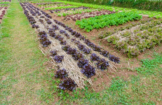 Moestuin Kruiden en groenten in de formele achtertuin