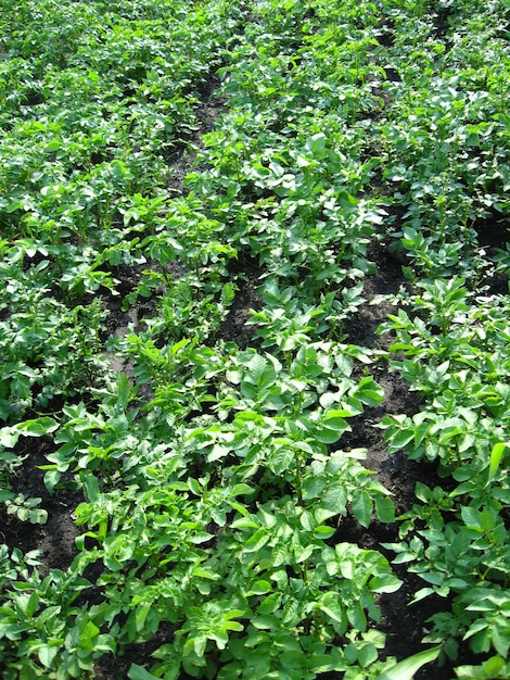 Moestuin met een bed van een groeiende aardappel