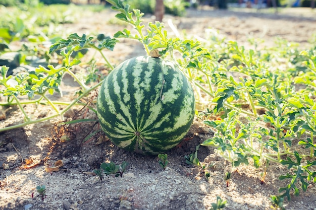 Moestuin met geplante watermeloenen