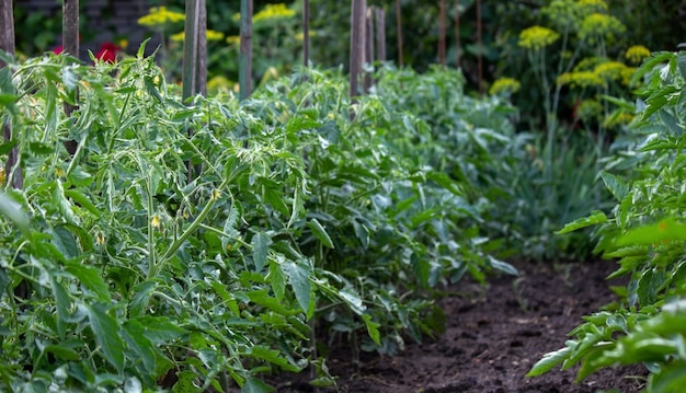 Moestuin op de boerderij, biologische producten. Selectieve focus