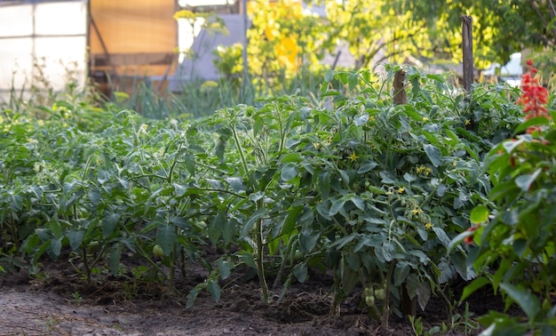 Moestuin op de boerderij, biologische producten. Selectieve focus