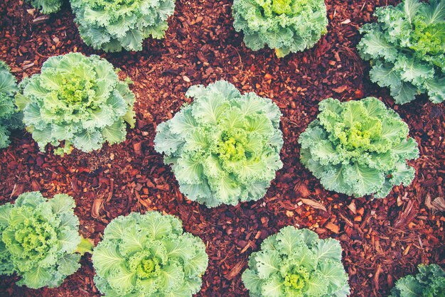 Moestuin Salade op de boerderij