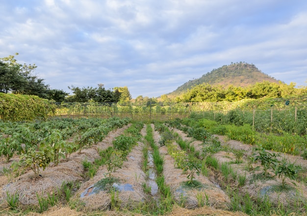 Moestuin