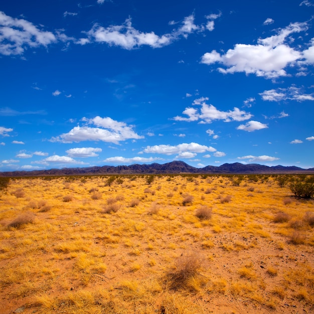 Mohave desert in California Yucca Valley