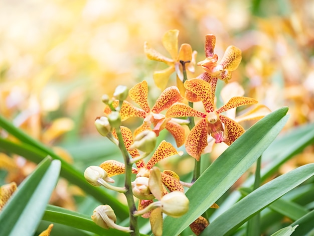 庭のモカラの花の花束、柔らかいフィルター、ぼやけた背景。