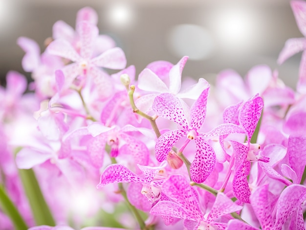 Mokara orchid bouquet in the garden,soft filter and blurred background.