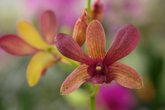 Mokara-orchidee die in de tropentuin bloeien.