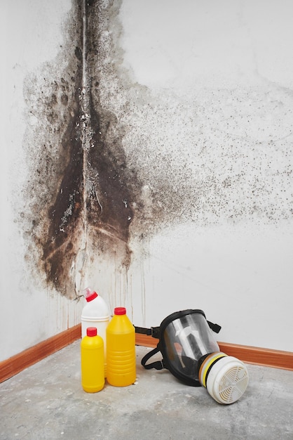 型。アスペルギルス。洗剤、家庭用手袋、スポンジ、黒い菌が付いている白い壁の背景にバケツ。