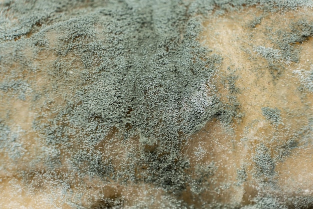 Mold on bread macro top view The danger of mold stale products