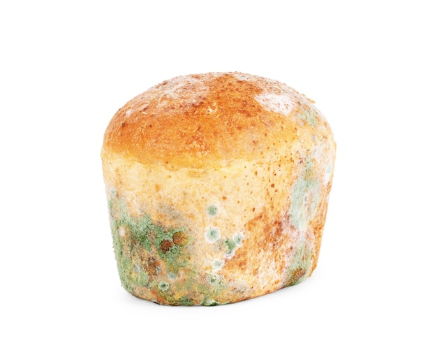 Mold on bread on a white background