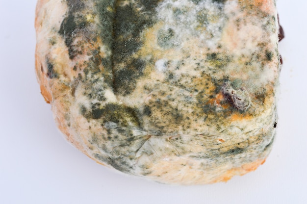 Mold on bread