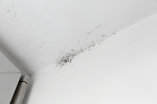 mold in the corner of the window on a white wall 