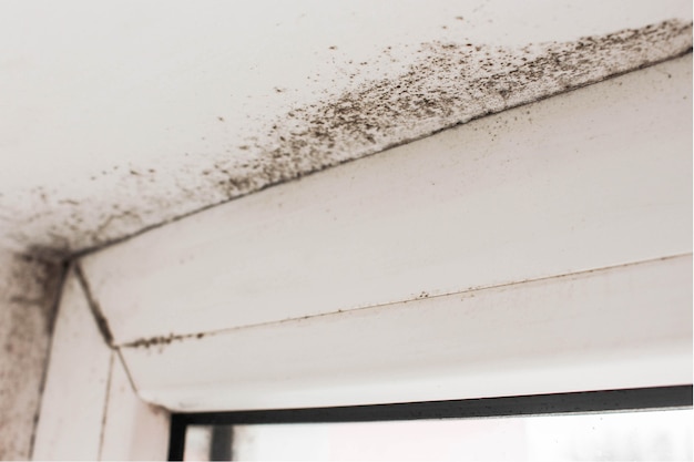 Photo mold near a window in the house