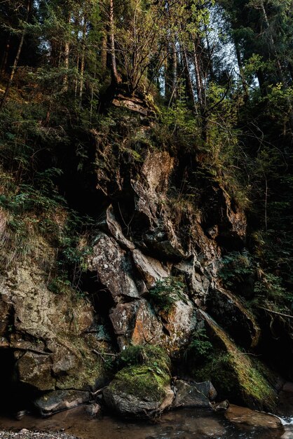 Photo mold rocks green trees forest