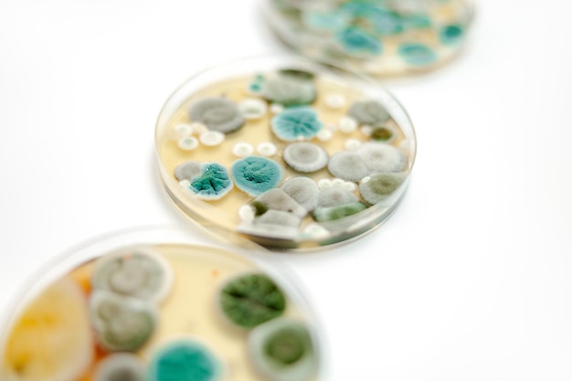 Mold samples on white background A petri dish with colonies of microorganisms for bacteriological analysis in a microbiological laboratory Close up view of mould