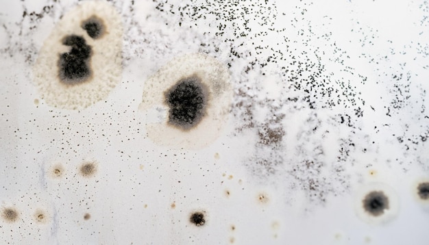 Photo mold spores fungus on white paint wall of house