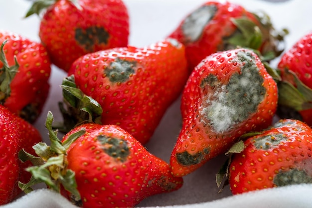 Mold on strawberries