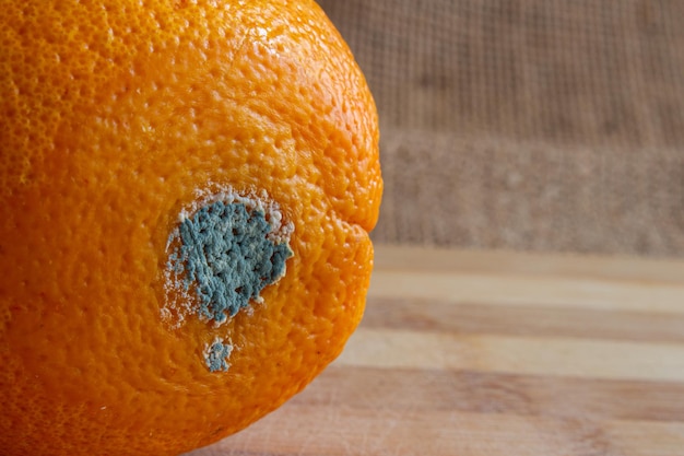 Moldy orange fruit close up. Rotten orange. Concept of wasting food. Mildew covered fruit.