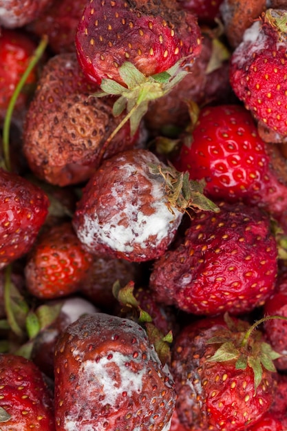 Moldy rotting red strawberries close up