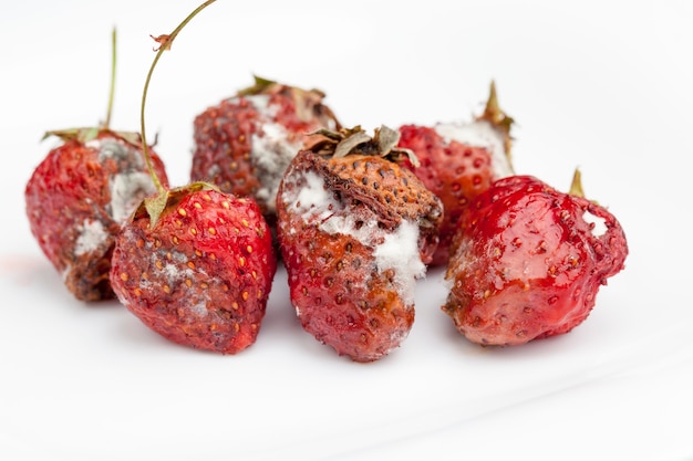 Moldy rotting red strawberries close up