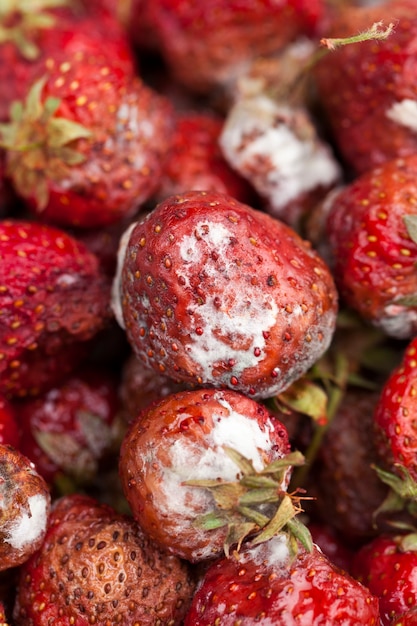 Moldy rotting red strawberries close up