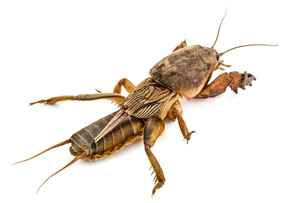 Кротовый сверчок Gryllotalpidae изолирован на белом фоне